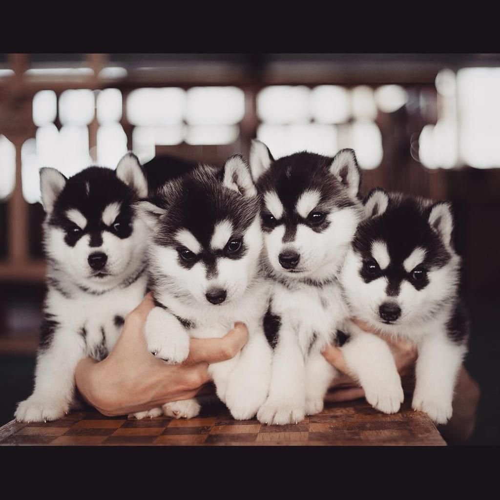 Аляска маламут Паппи