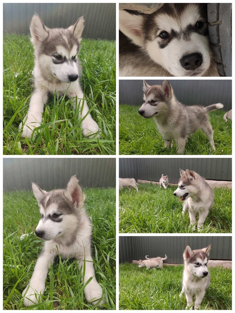 Щенки 67 штук