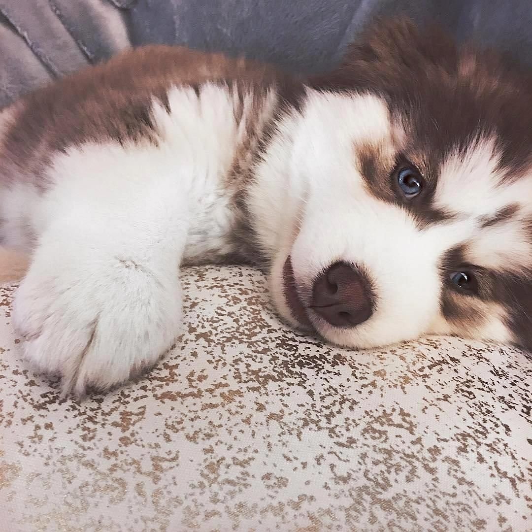 Маламуты и маленькие дети