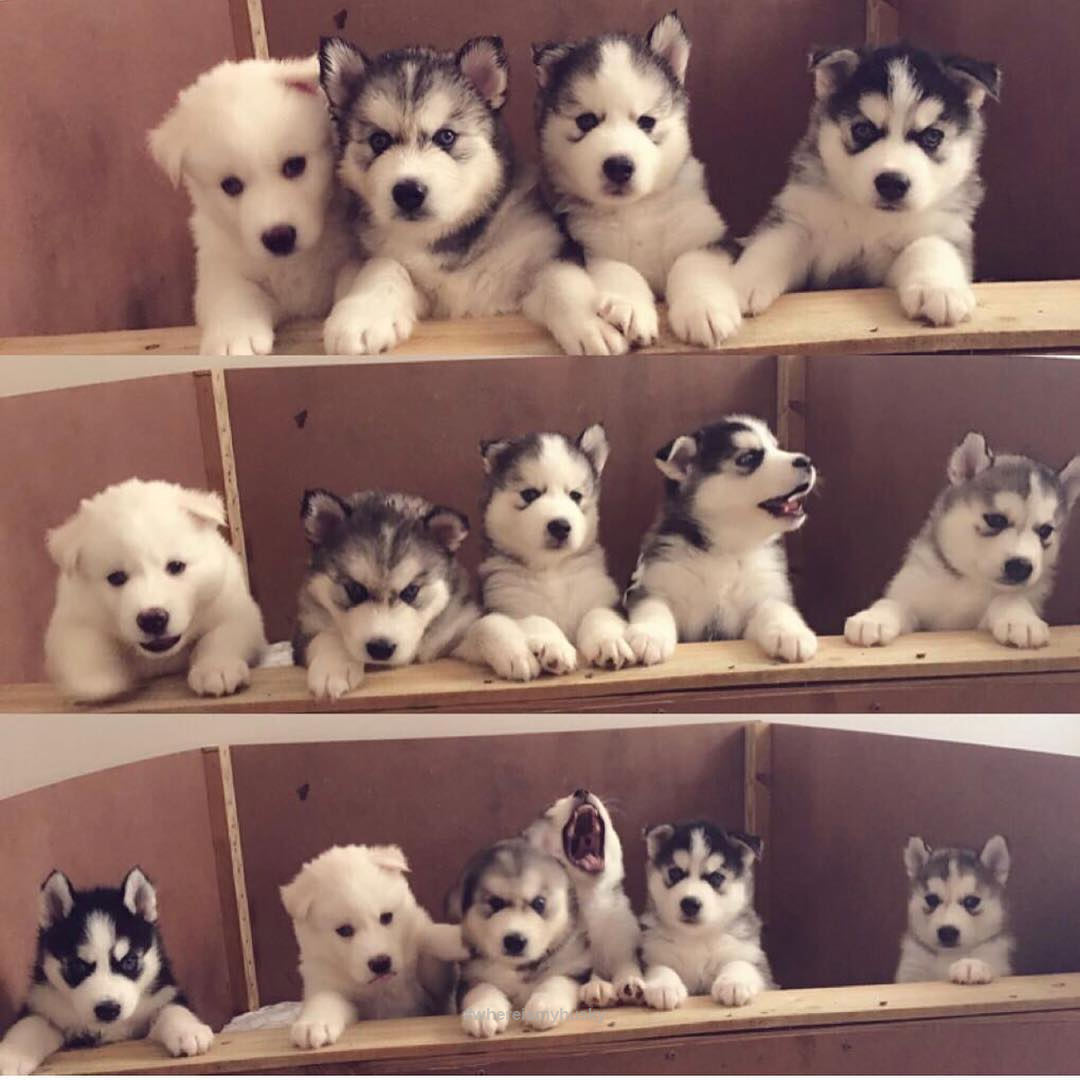 Коробка с щенками