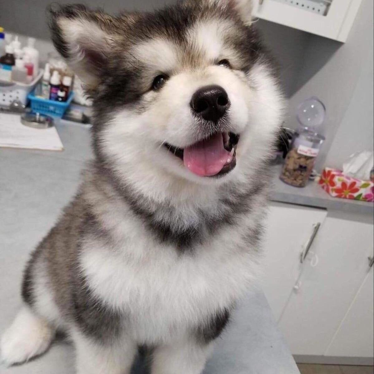 Маламут щенок