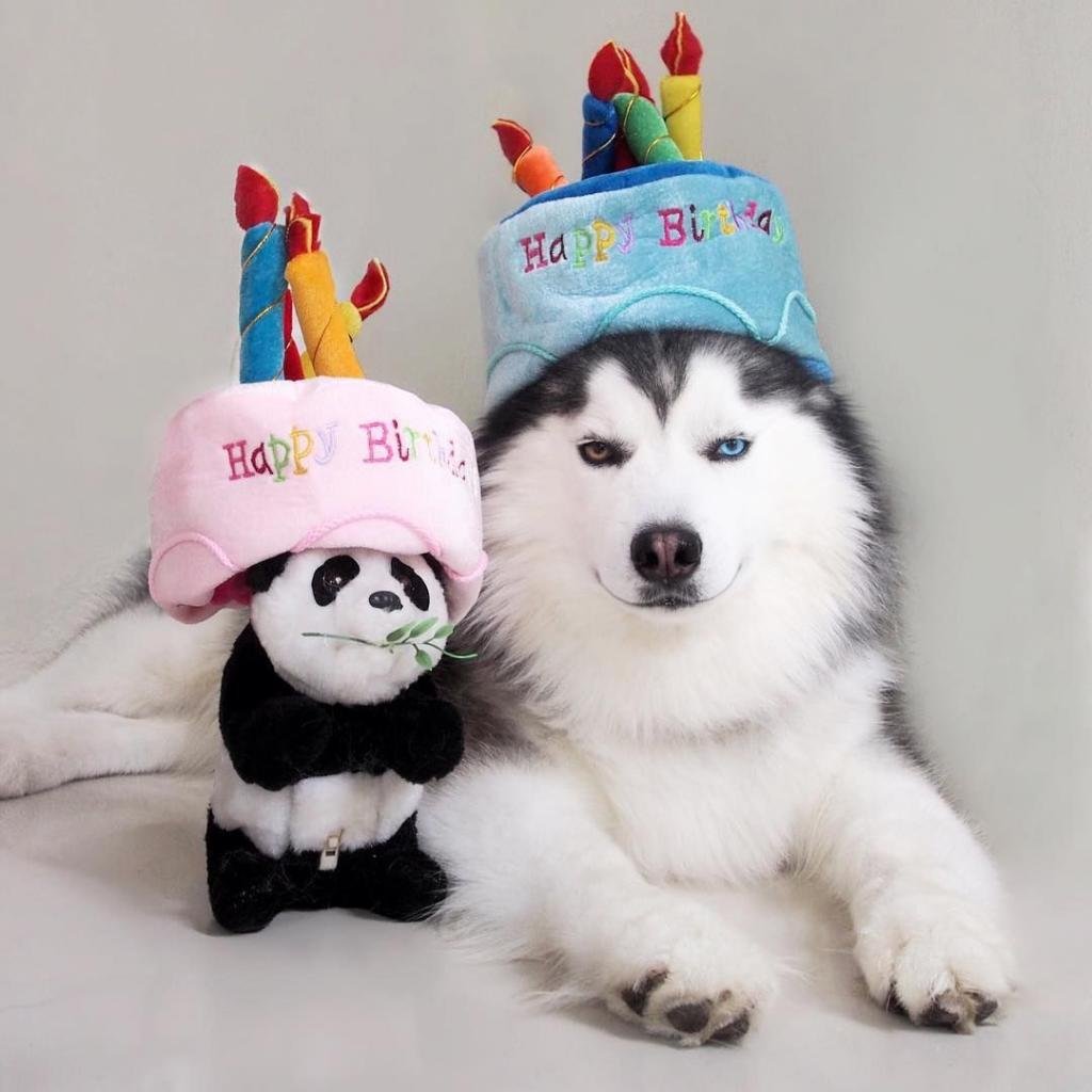 Милые щенки хаски