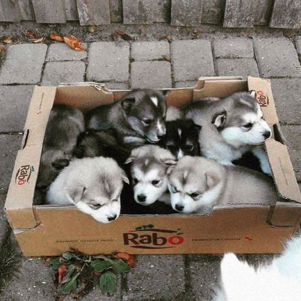 Malamute Puppies gasayidi lekvi