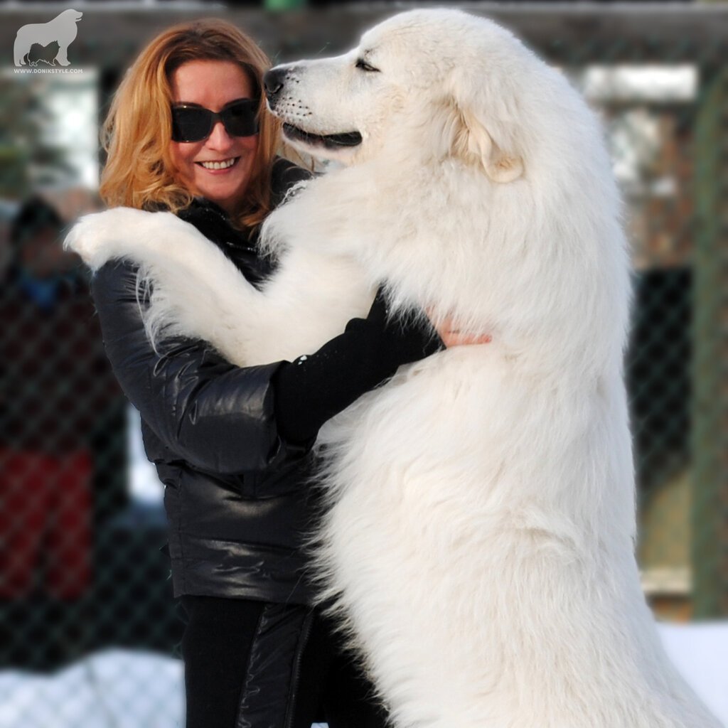 Пиренейская Горная овчарка