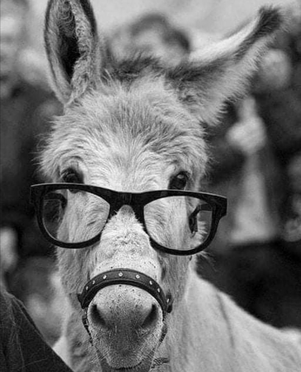 Козёл в очках