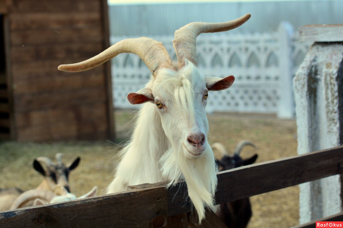 Крутая коза