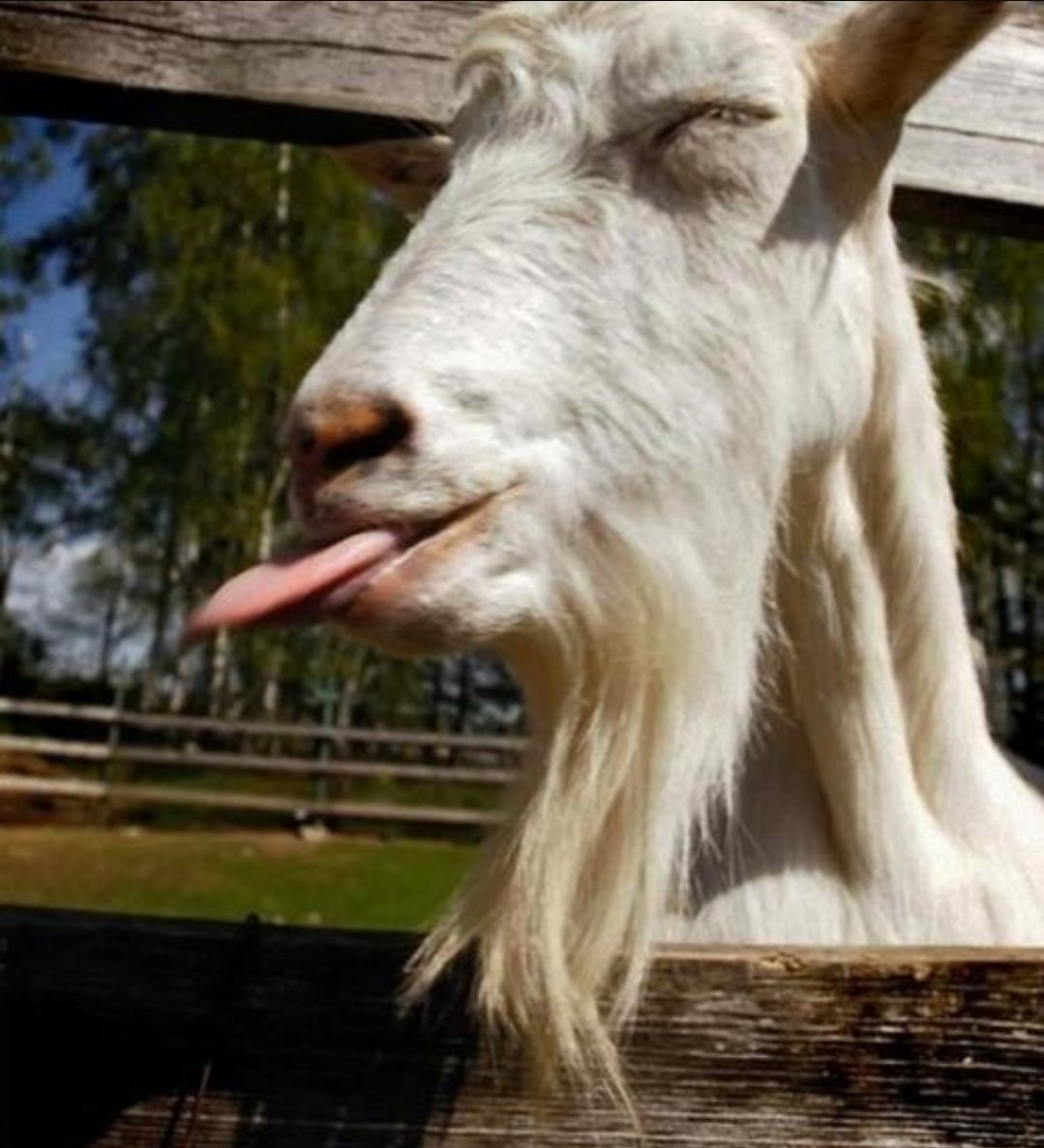 Смешной козел