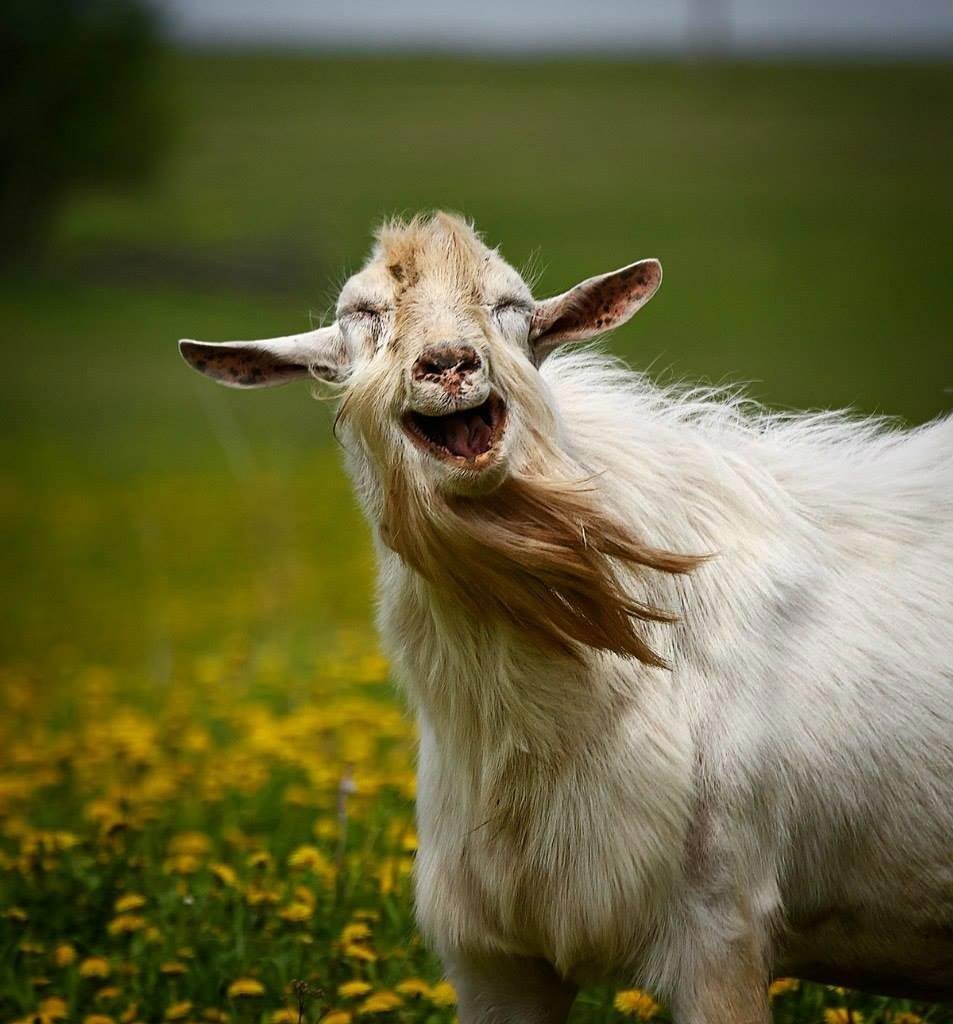 Козёл улыбается