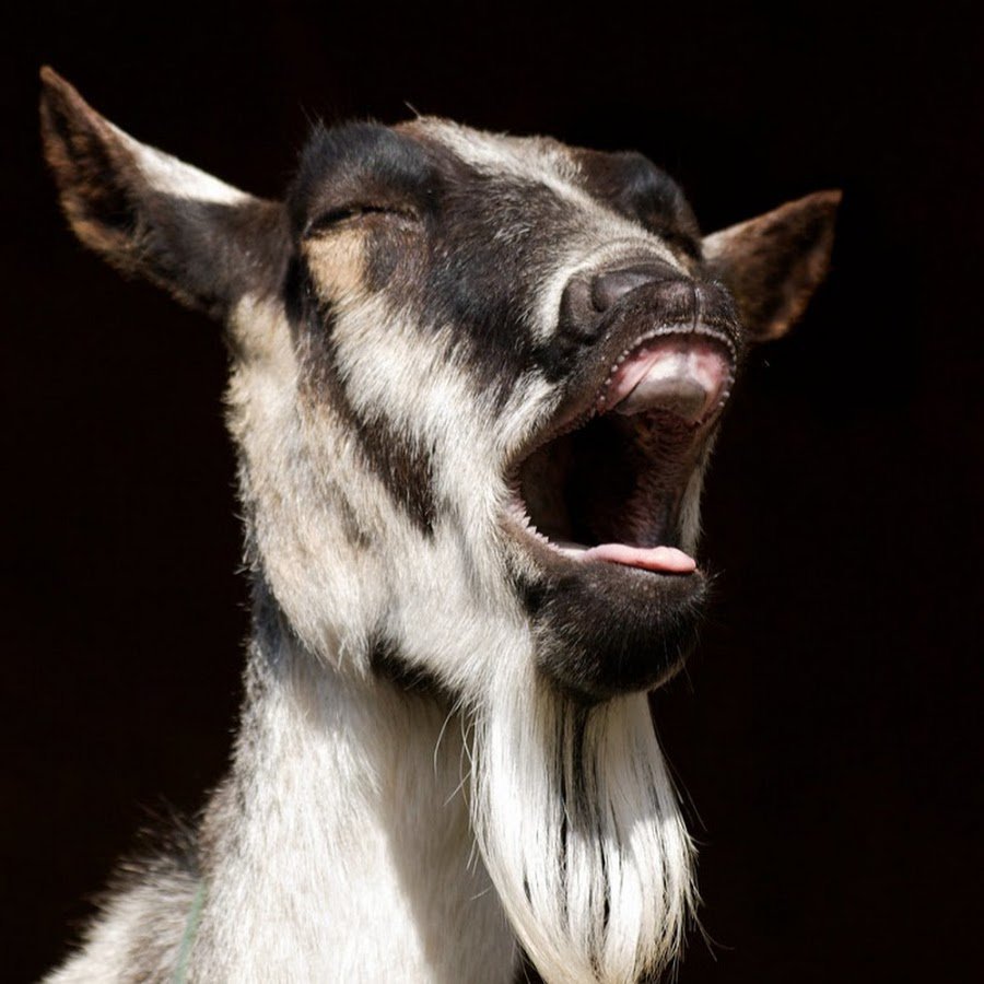 Кричащий козел