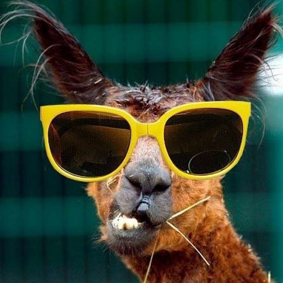 Крутые животные в очках