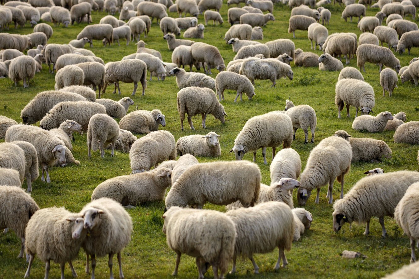 Силен овцам. Авасси порода овец. Пастух овечьего стада Ставропольский край. Овцеводство ЮАР. Керри Хилл овцы.