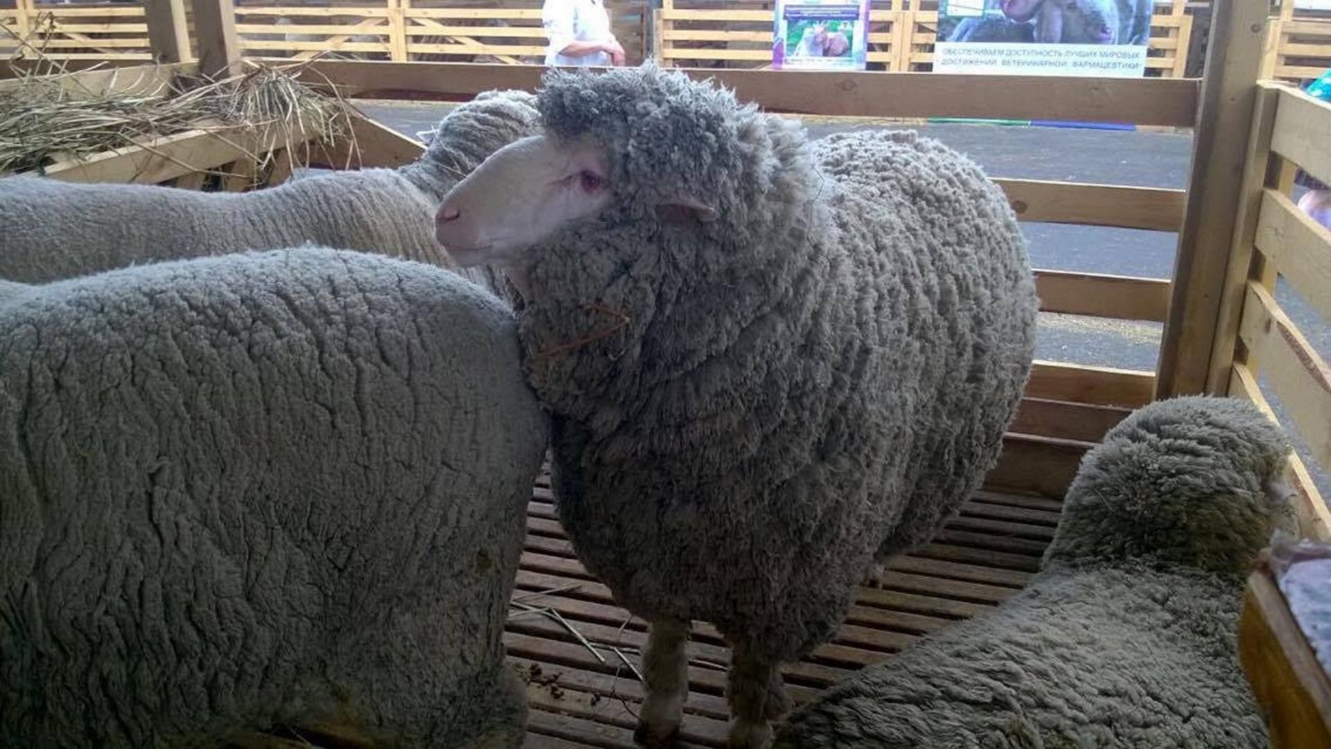 Овцы купить в ставропольском. Джалгинский меринос порода овец. Грозненская порода овец. Ставропольский меринос порода овец. Иль де Франс порода овец.