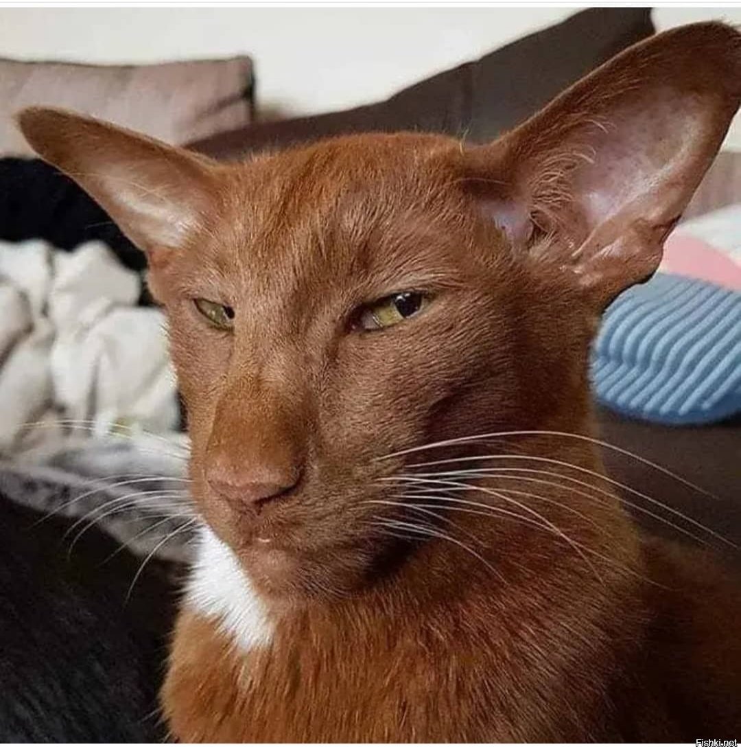 Ориентальная кошка грузин