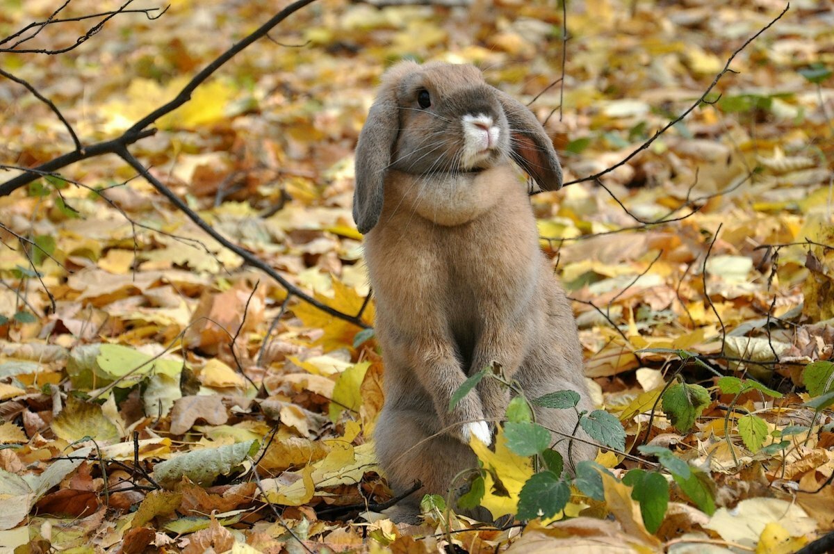 Заяц в осеннем лесу