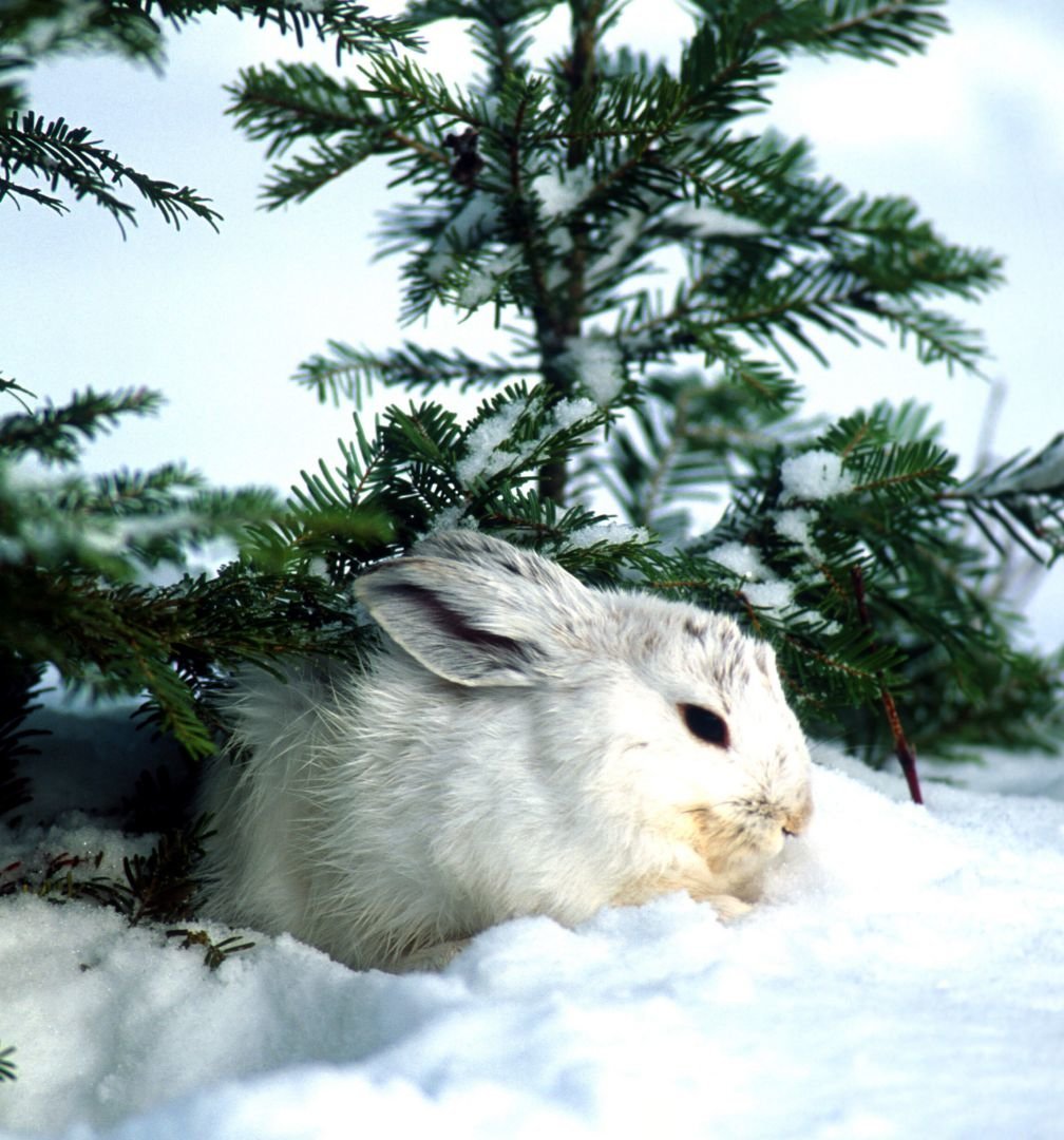 Заяц Беляк зимой