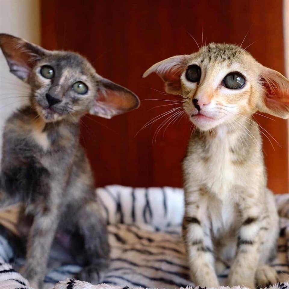 Грузинский Ориентал кошка