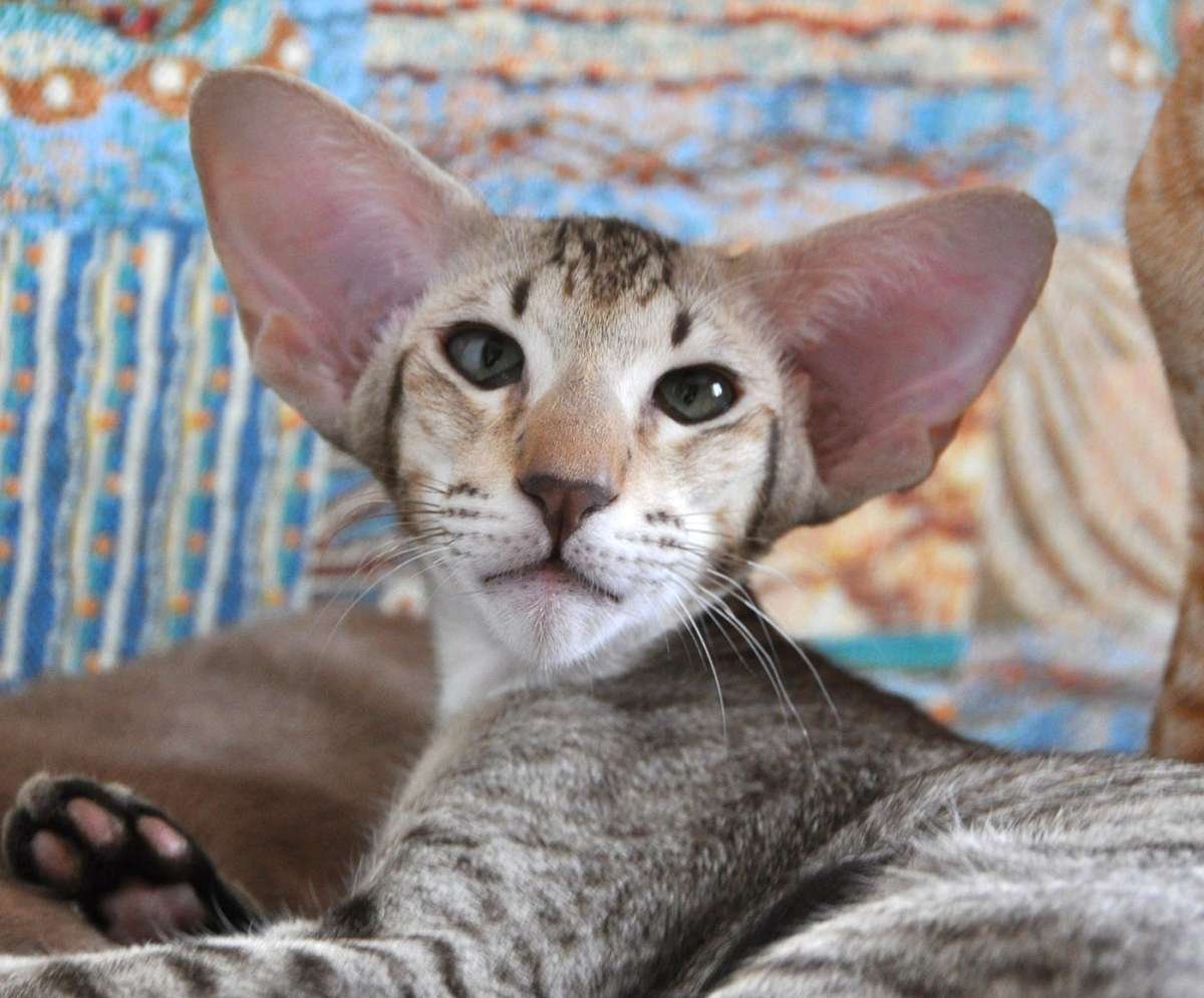 Кот породы Ориентал