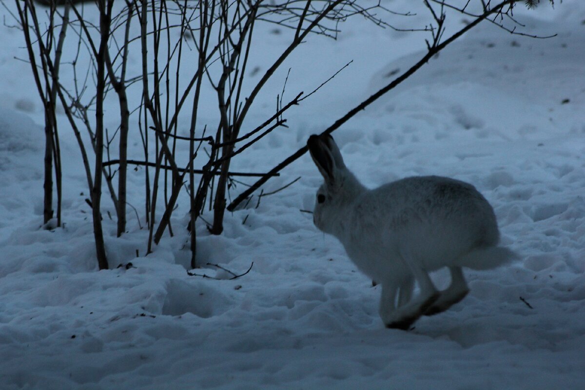 Заяц Беляк дальнего Востока