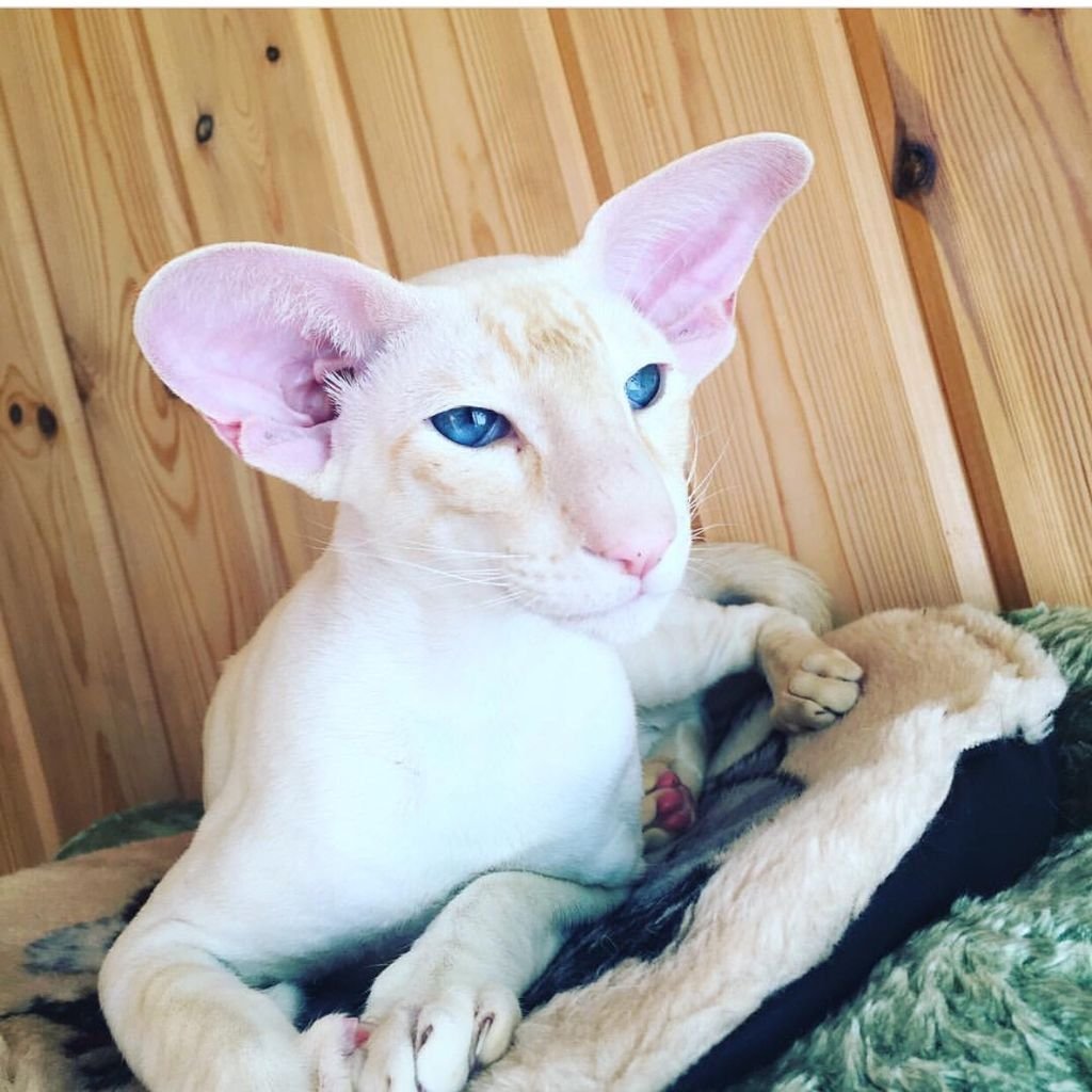 Ориентальная кошка экс