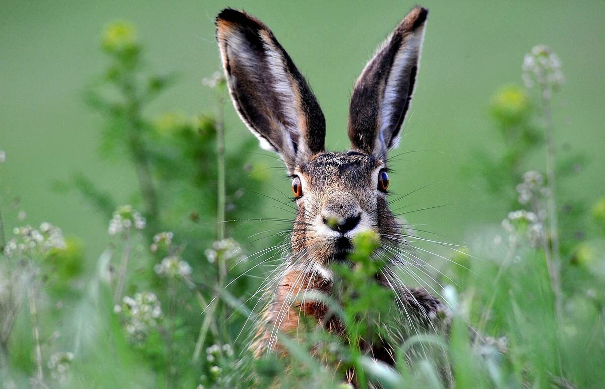 Ушастый заяц