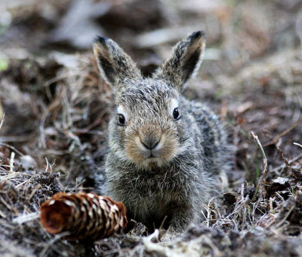 Заяц с шишкой