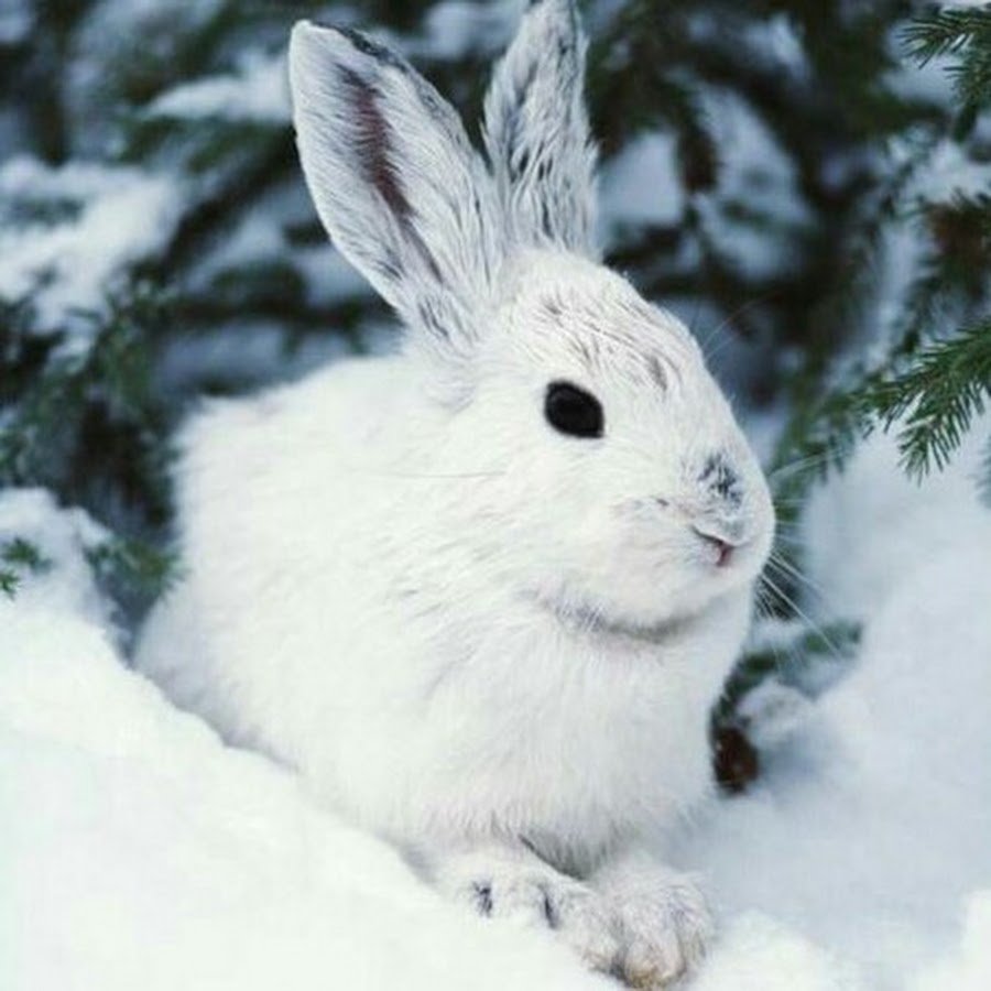 Кролик Беляк