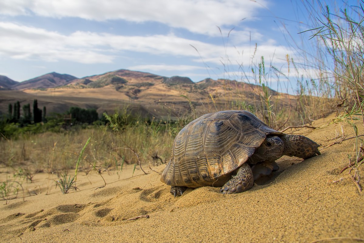 Бархан Сарыкум обитатели
