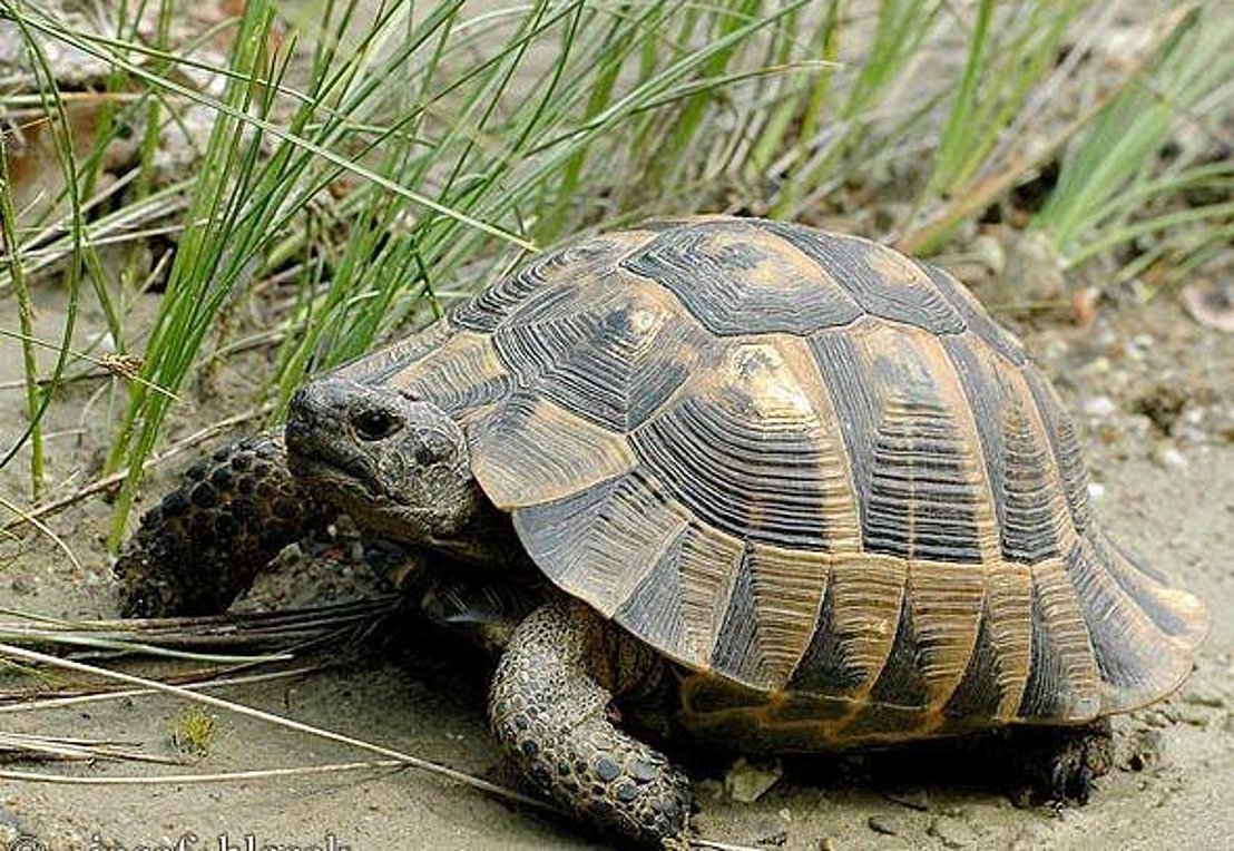 Средиземноморская сухопутная черепаха