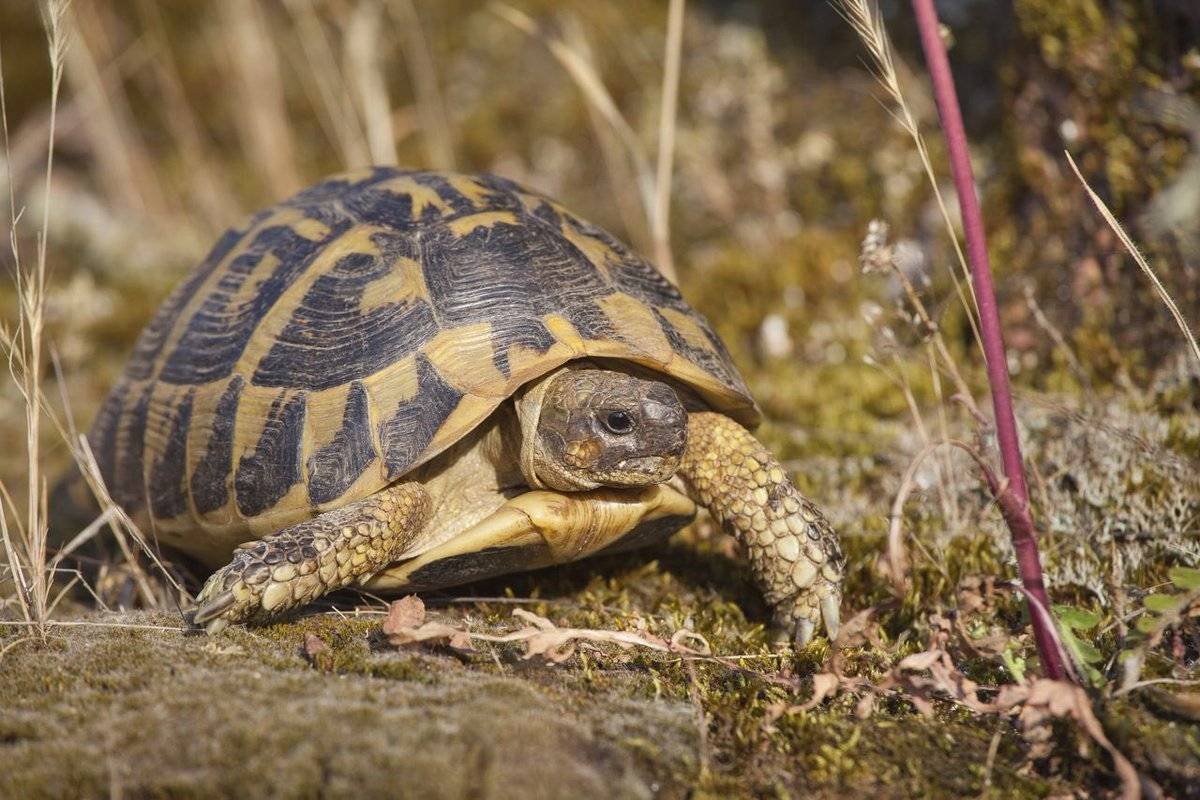 Testudo Hermanni boettgeri
