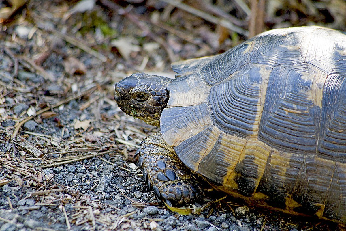Средиземноморская черепаха Testudo Graeca