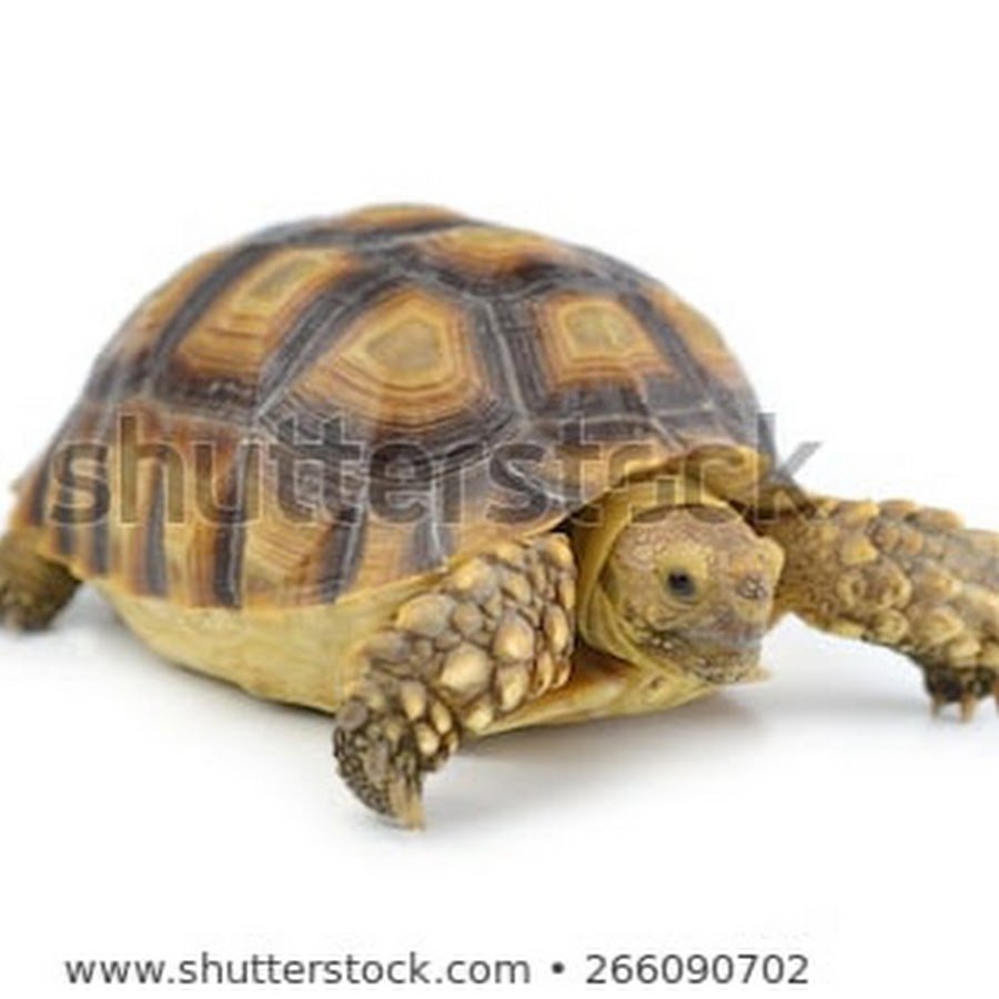 Животные жарких стран черепаха