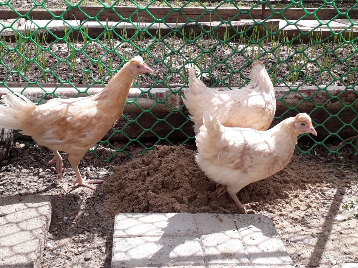 Несушки куры с хохолком