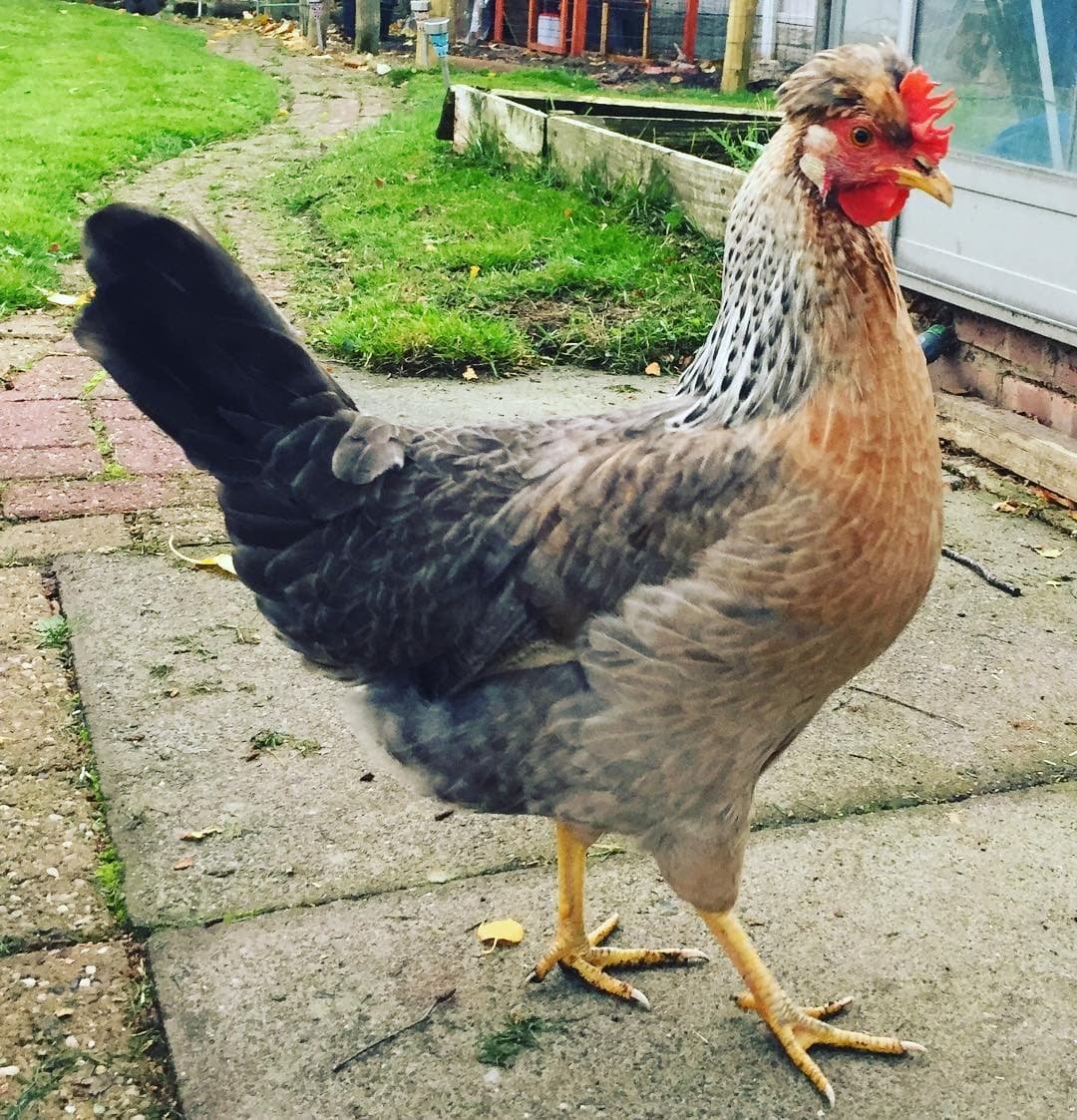 Куры Легбар