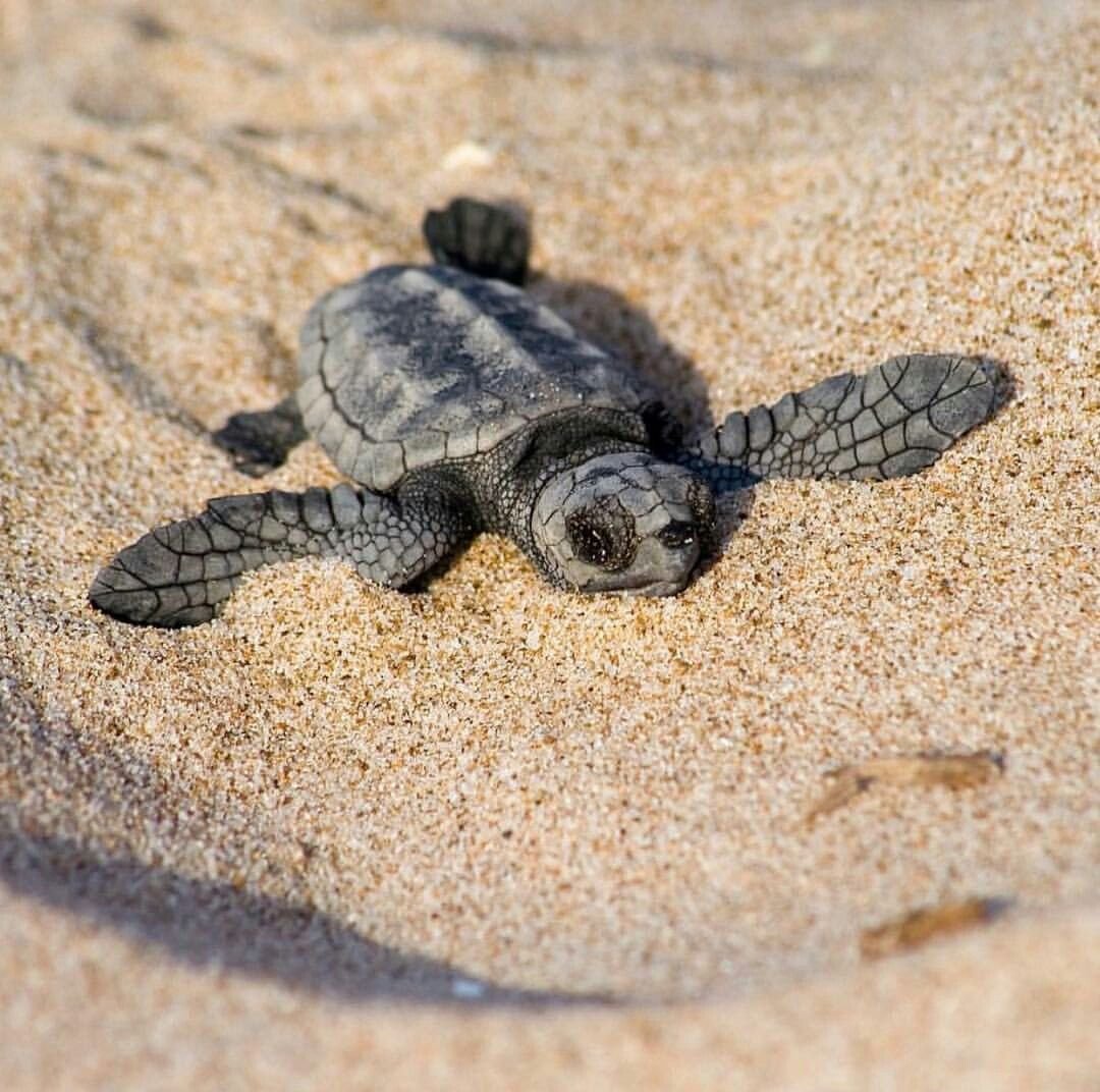 Морская черепаха детеныш Черепашонок