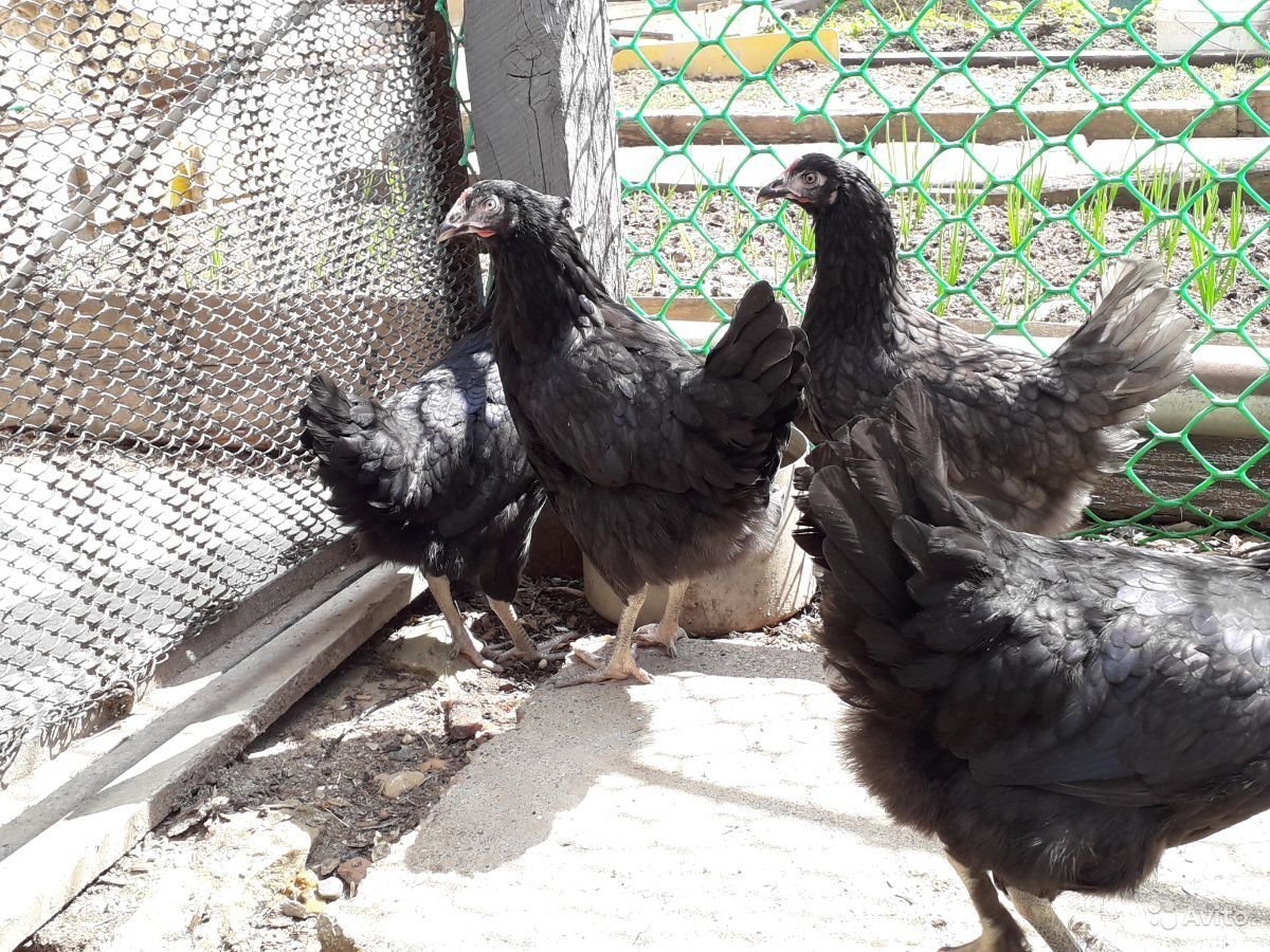 Чешский хохлатый Доминант