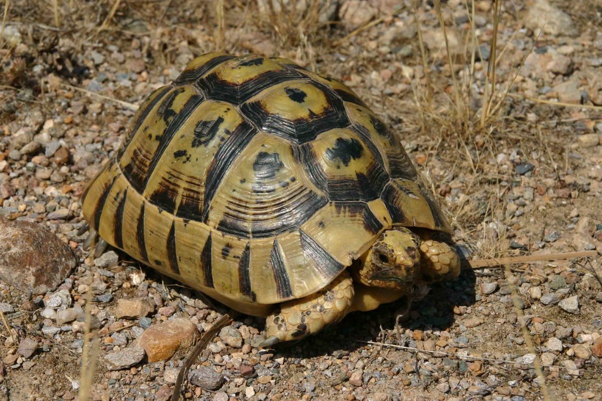 Testudo Graeca