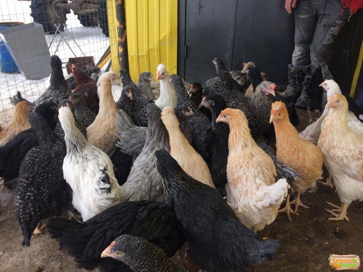 Чешский Доминант куры