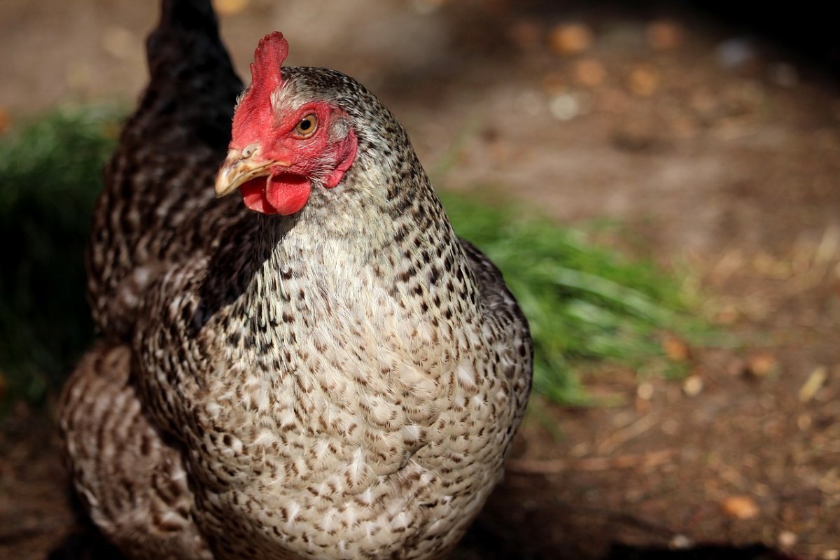 Пестрая Курочка с хохолком Доминант чешский