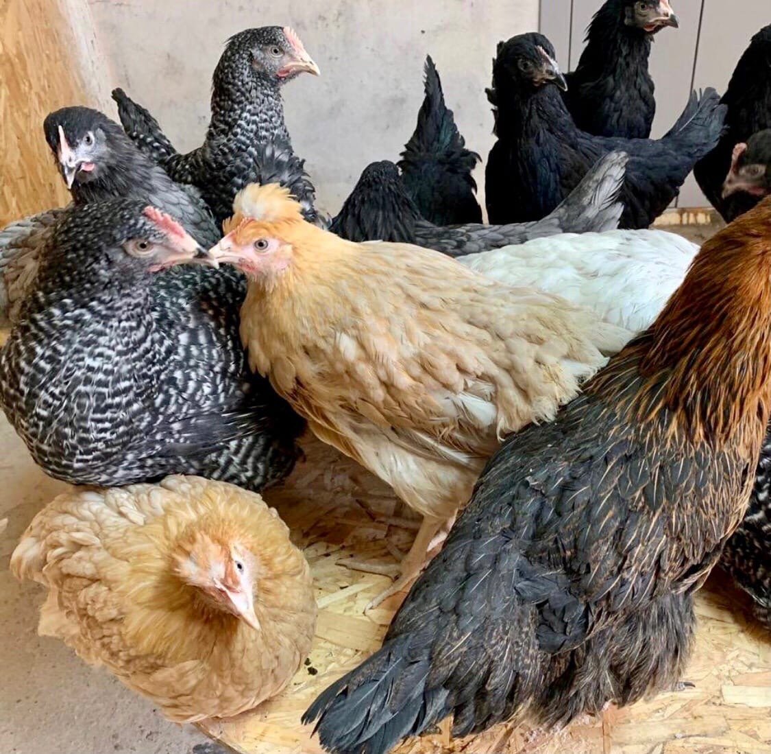 Доминант Маран цыплята