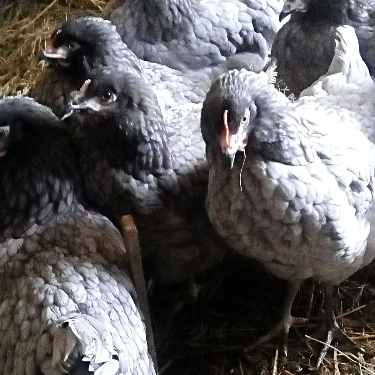 Куры Доминант д 959