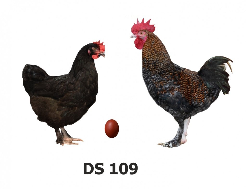 Доминант ds109, gs459