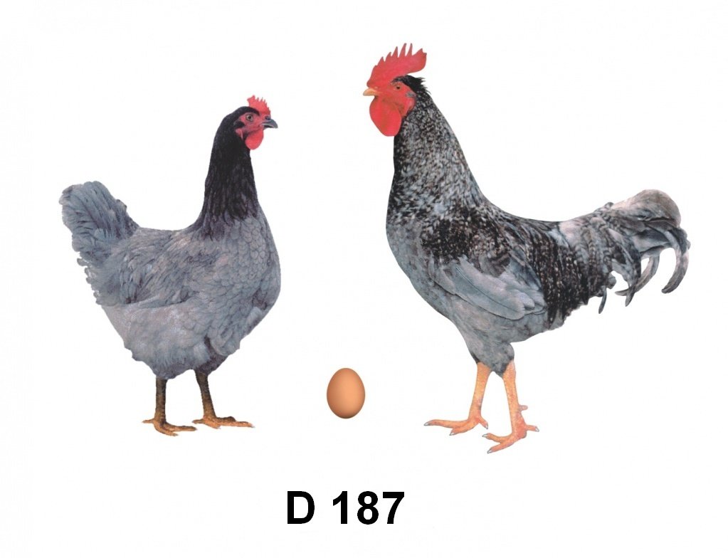 Доминант голубой д 107