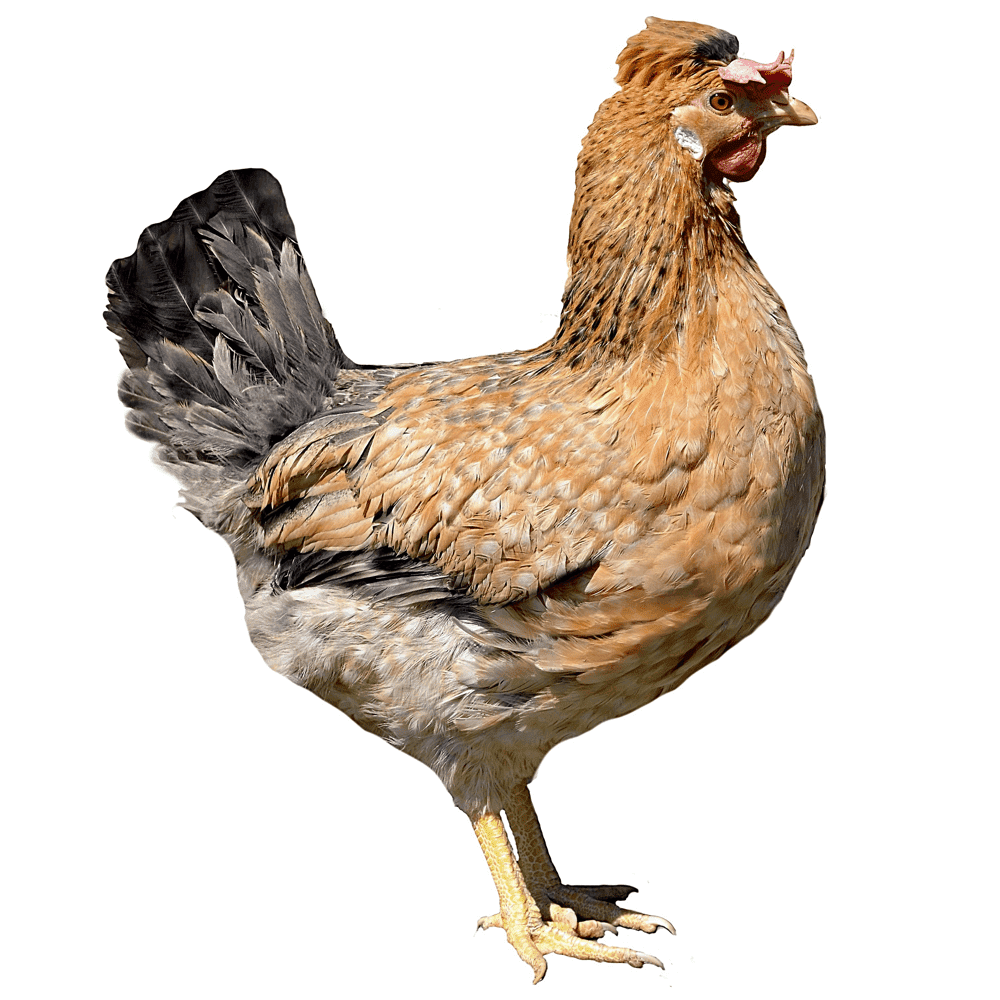 Куры Доминант gs459