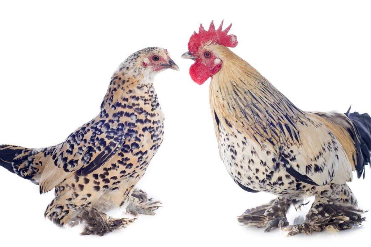 Курица бентамка на белом фоне