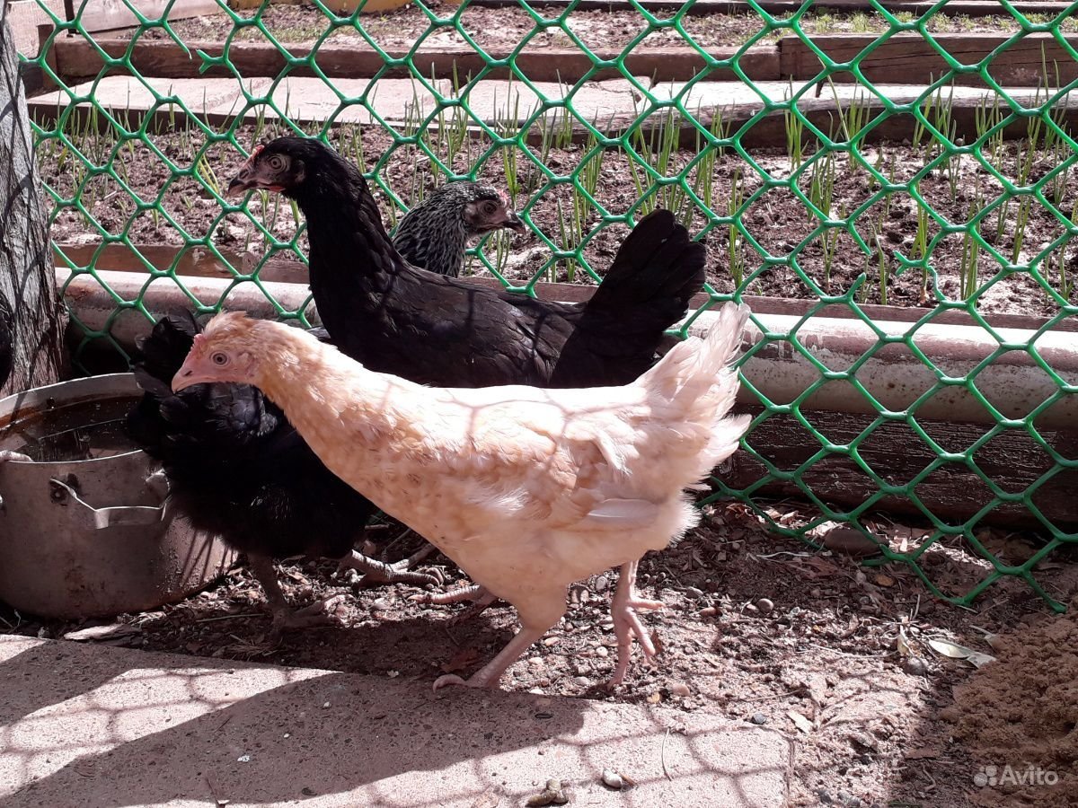 Куры несушки Доминант с Хох