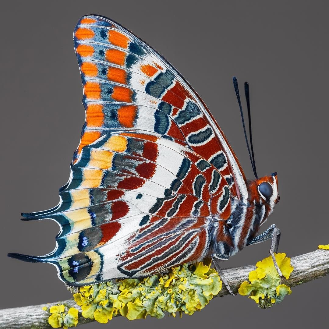 Необычные бабочки