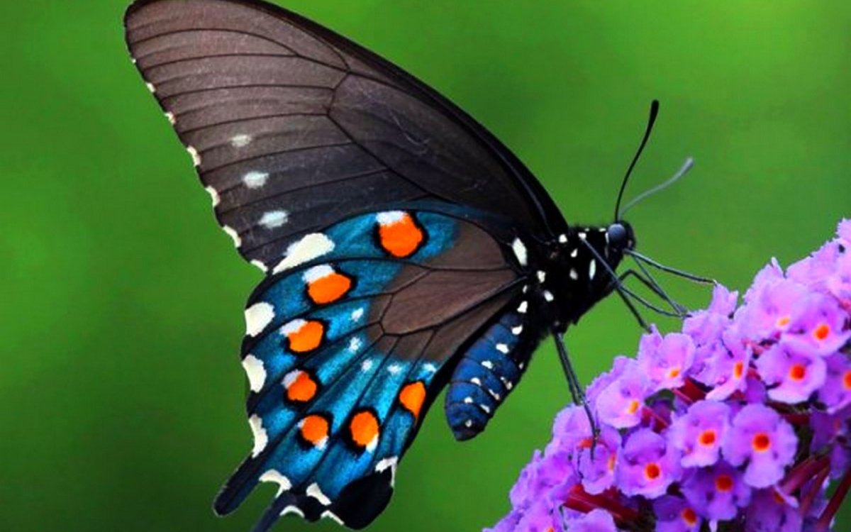 Pipevine Swallowtail бабочка