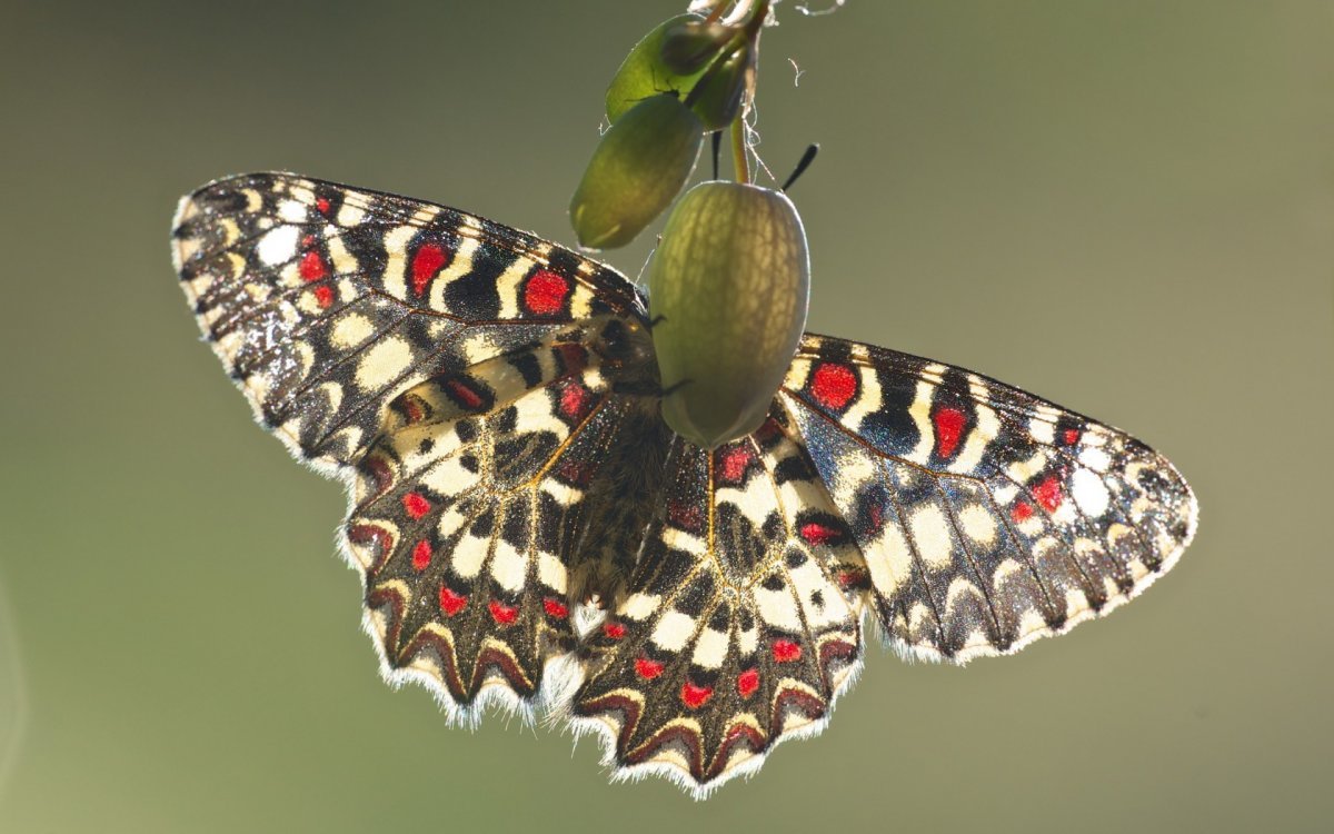 Бабочки Медведица-Кайя (Arctia caja)