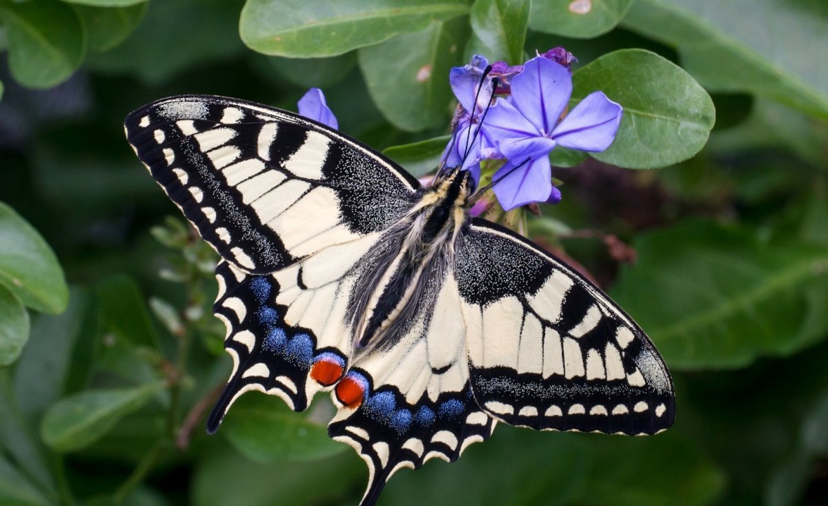 Papilio Machaon Linnaeus