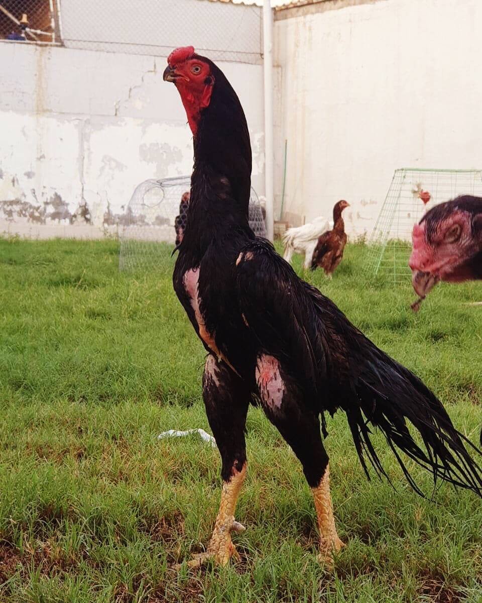 Бойцовский петух Шамо